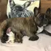 Little Cavaliers profile