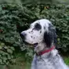 aus dem Fontanagrund profile
