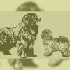 von der Bären-Ranch profile
