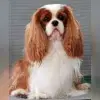 Darden Cavaliers profile