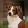 vom Süggelbach profile