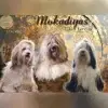 Mokadiya’s profile