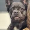 Bully-Traum  profile