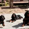 Gordon Setter und englische Setter aus Sachsen  profile
