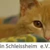 Tierschutzverein Schleissheim e.V. Logo