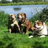 Valleyriver Bulls profile