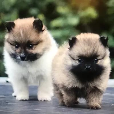 Galerie-Bild von Kleinspitze v. d  Schüpfer Zwergen und Langhaar Schäferhunde von den Schüpfer Hexen in Baden-Württemberg, mit Eindrücken unserer Kleinspitz-Zucht.