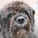 Bouvier des Flandres