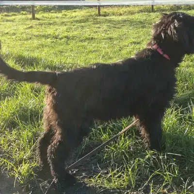 vom wilde Strüxke cover