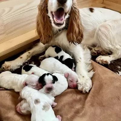 Bild aus Hundezucht vd Schönefelder Höhe in Brandenburg, wo unsere English Cocker Spaniel-Hunde in einer liebevollen Umgebung aufwachsen.