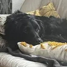 Aus der Arahöhle cover