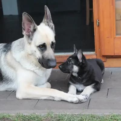 Titelbild von Private  in Nordrhein-Westfalen, Heimat unserer Osteuropäischer Schäferhund-Zucht.