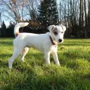 Parson Russell Terrier