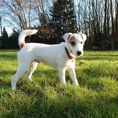 Parson Russell Terrier – Hunderasse