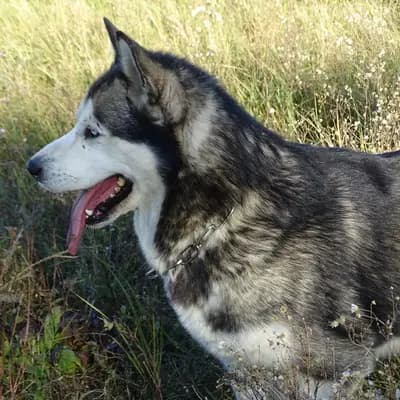 Galerie-Bild von Yukon Alaska Malamutes in Niederösterreich, mit Eindrücken unserer Alaskan Malamute-Zucht.