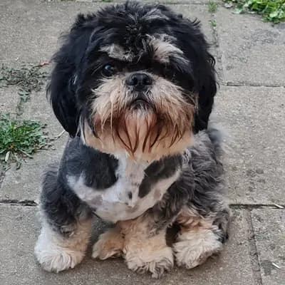 Little Sweetheart' s Shih Tzu