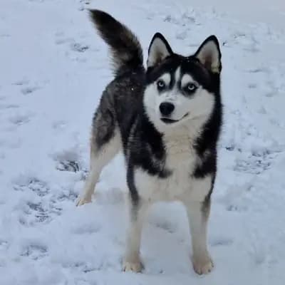 Titelbild von Mystic Falls Pomsky Minihuskys  in Bayern, Heimat unserer Pomsky-Zucht.