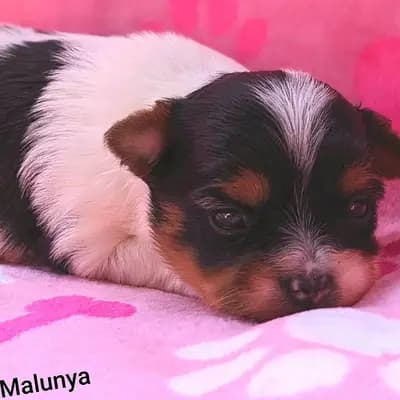 Foto von Malunya, einem Biewer Terrier-Elternhund in Bayern.