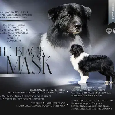 Australian Shepherd Deckrüde / Black bi / ASCA - Australian Shepherd Welpe in Brandenburg