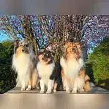 Siebenkönigslande cover