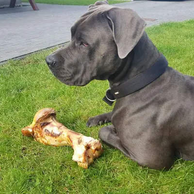 Galerie-Bild von Saupackerwelpen in Mecklenburg-Vorpommern, mit Eindrücken unserer Cane Corso Italiano-Zucht.