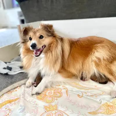 Bild aus Luxiole in Baden-Württemberg, wo unsere Shetland Sheepdog-Hunde in einer liebevollen Umgebung aufwachsen.
