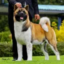 Amerikanischer Akita