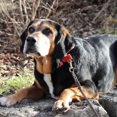 Foto von Charly, einem geretteten Deutscher Jagdterrier in Bayern.