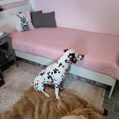 Bild aus Dalmatiner Zuchtstätte "with countless spots" in Brandenburg, wo unsere Dalmatiner-Hunde in einer liebevollen Umgebung aufwachsen.