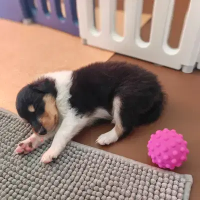Bub 3 - Collie (Langhaar) Welpe in Hamburg