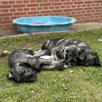 Galerie-Bild von Hundezucht von den Kalkseehexen in Brandenburg, mit Eindrücken unserer Schnauzer-Zucht.