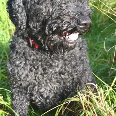 Foto von Toni, einem Barbet-Elternhund in Oberösterreich.