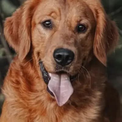 A-Wurf – Golden Retriever Wurf, Bayern, تمت تربيته بواسطة von der Mountainfielder Dog-Ranch