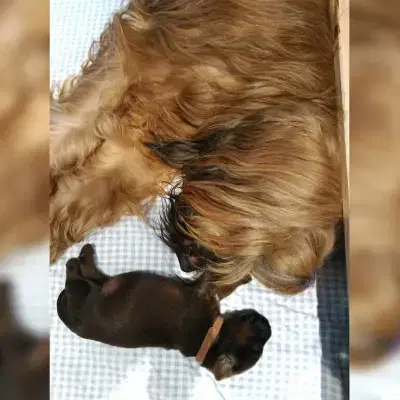 aus Chewbaccas Kinderstube cover