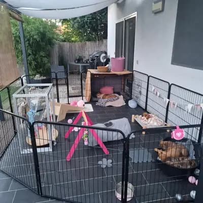 Bild aus Bachgau_B_Bulls LIEBHABER Zucht in Bayern, wo unsere Continental Bulldog (Nationale Rasse)-Hunde in einer liebevollen Umgebung aufwachsen.