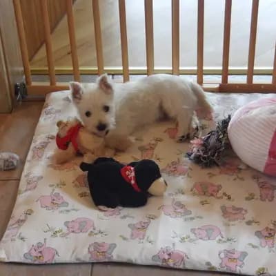 Bild aus Westie vom Elmbach in Sachsen, wo unsere West Highland White Terrier-Hunde in einer liebevollen Umgebung aufwachsen.