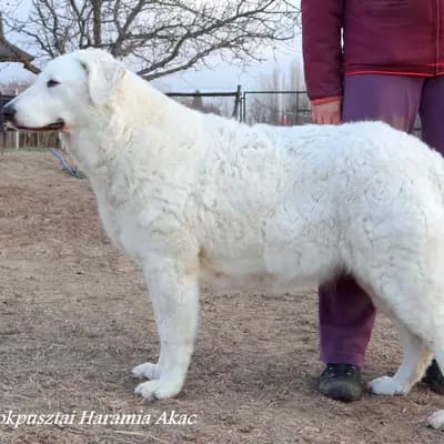 Galerie-Bild von Kuvasz Zucht "Vom Quecksilber" in Rheinland-Pfalz, mit Eindrücken unserer Kuvasz-Zucht.