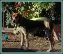 Bluetick Coonhound