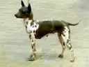 American Hairless Terrier