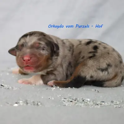 Orkaydo – Australian Shepherd Welpe, Rheinland-Pfalz, Raised by Australian Shepherds vom Purzels-Hof