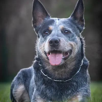 Foto von Bobby, einem Australian Cattle Dog-Elternhund in Steiermark.