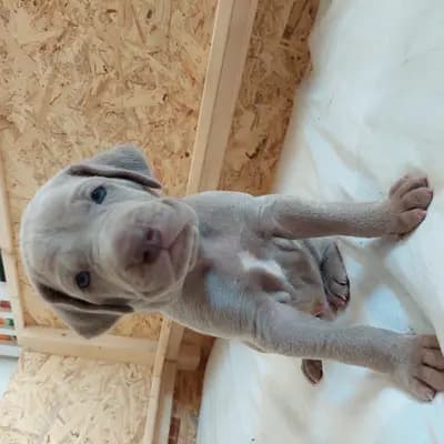 Foto von !VERKAUFT! Maximus (der Grösste), einem Weimaraner (kurzhaar)-Welpe in Niederösterreich.