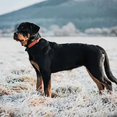 rottweiler breed