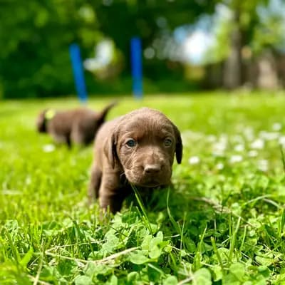 Leon - Labrador Retriever Welpe in Thüringen