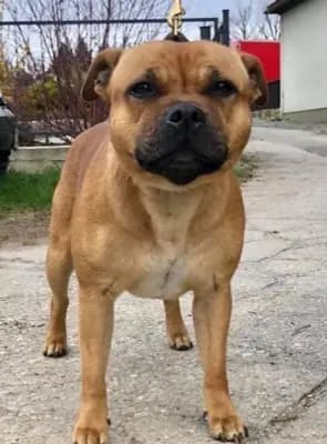 Galerie-Bild von MeinHeart Staff’s  in Sachsen, mit Eindrücken unserer Staffordshire Bull Terrier-Zucht.