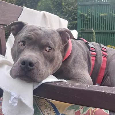 Foto von Keule, einem geretteten Dogo Argentino in Hamburg.