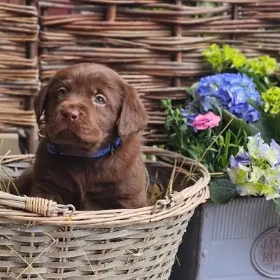 Schokobraune Welpen - Labrador Retriever Welpe in Bayern