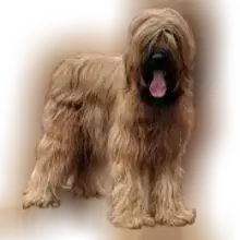 von der Lavendelbiene cover