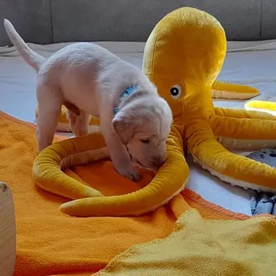Amchoi von der alten Oberförsterei - Labrador Retriever Welpe in Thüringen