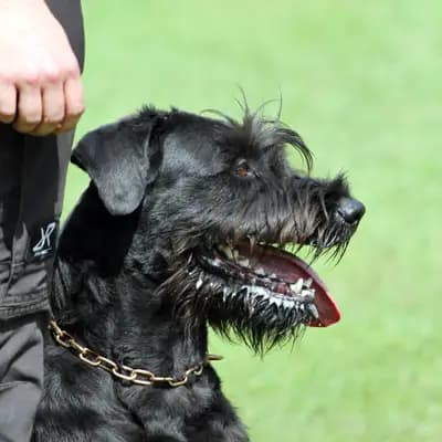 Galerie-Bild von Riesenschnauzer of Giant Black Hawks in Nordrhein-Westfalen, mit Eindrücken unserer Riesenschnauzer-Zucht.